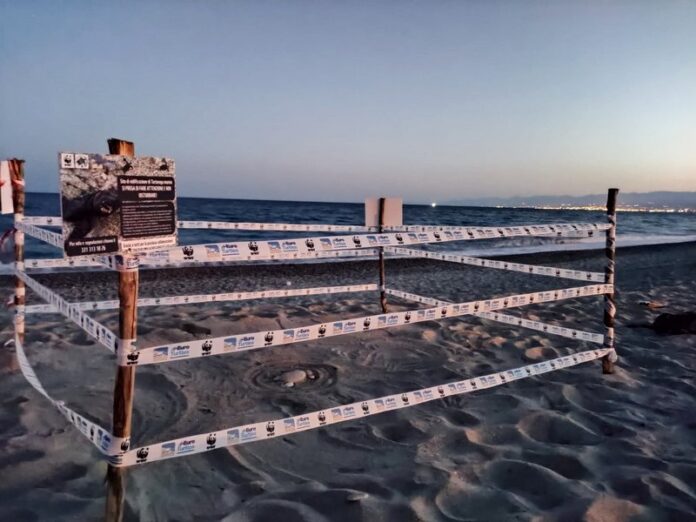 nido tartarughe marine roccella