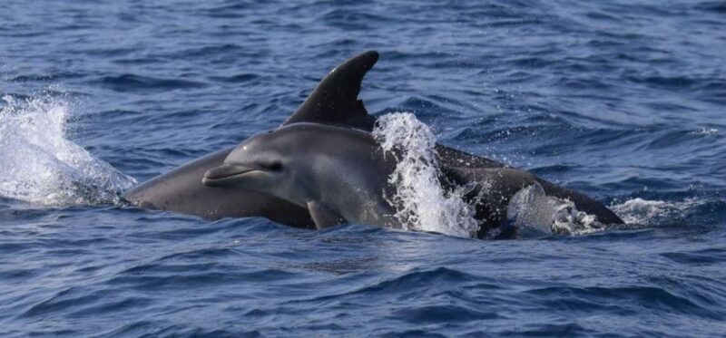 sibari delfini