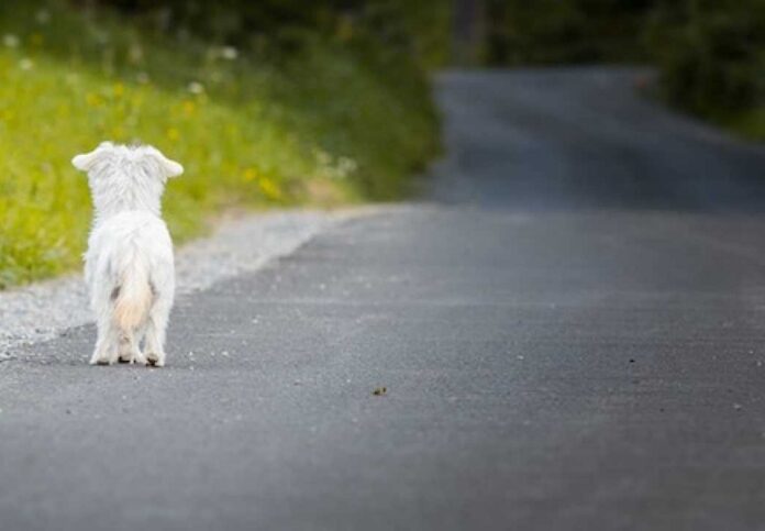 abbandono di cani