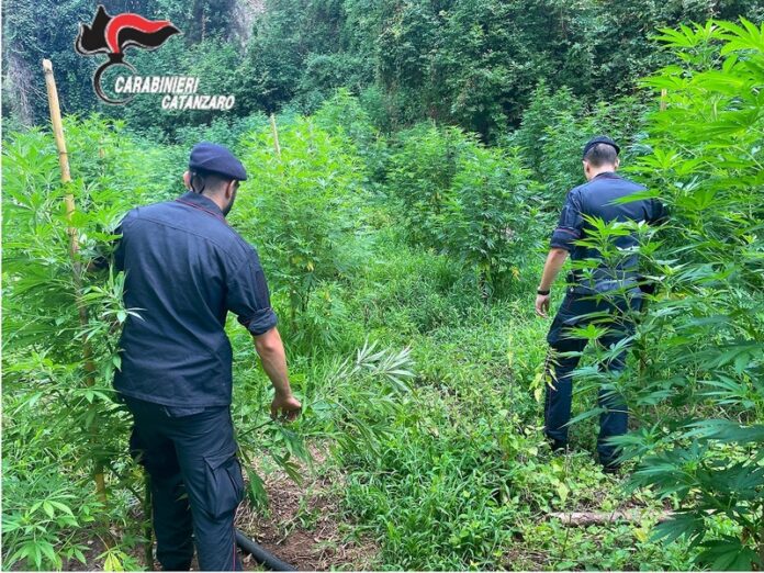 Piantagione marijuana gizzeria