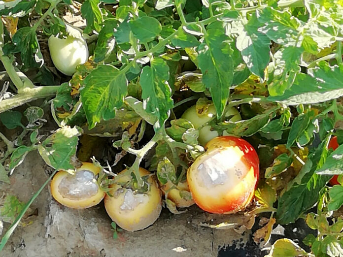 caldo frutta verdura bruciata