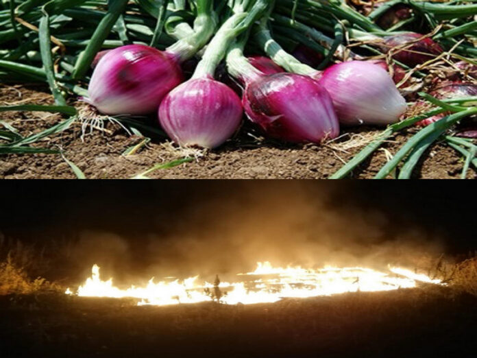 cipolla rossa bdrangheta