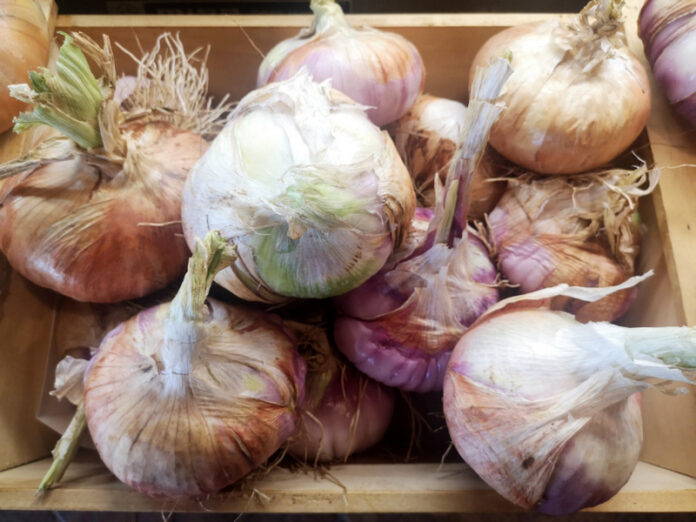 cipolla bianca Castrovillari