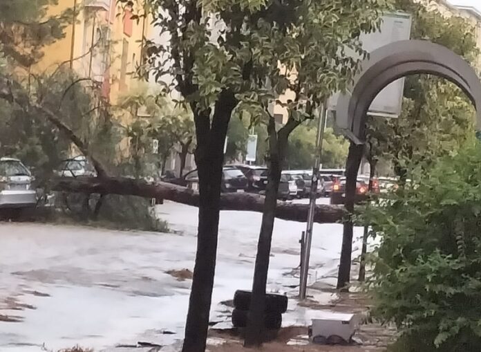 cosenza albero caduto su auto