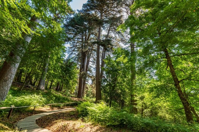 i giganti della sila