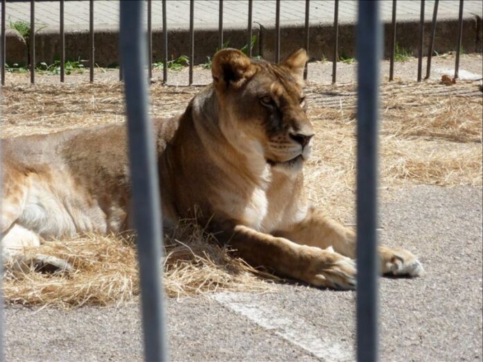 leonessa in gabbia circhi