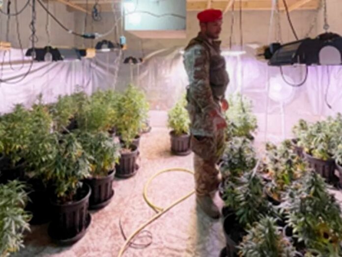 marijuana armi palmi