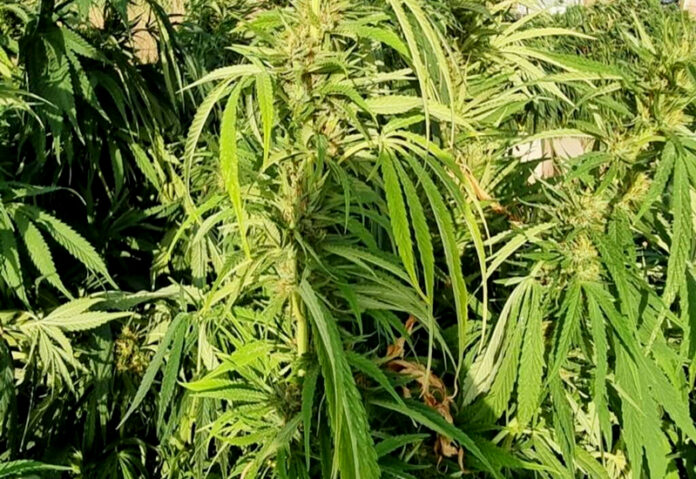 marijuana piantagione