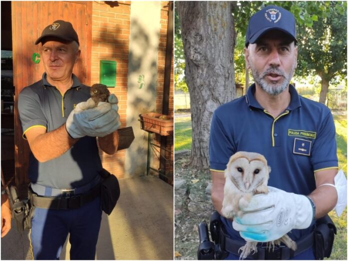 rapaci feriti curati