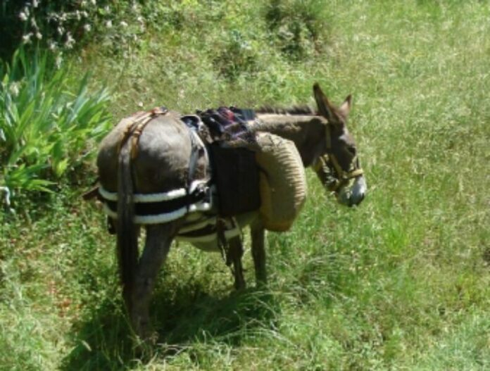 film ultimo asino albidona