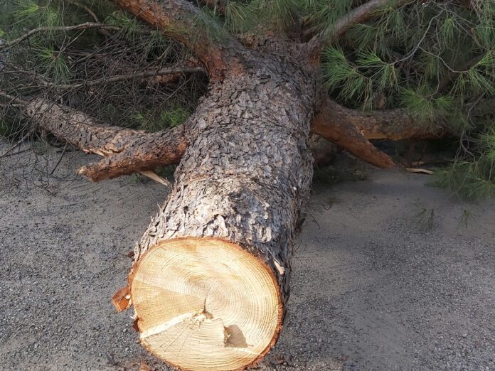 albero tagliato rende