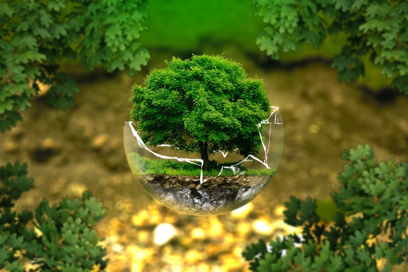 ambiente foresta ecologia