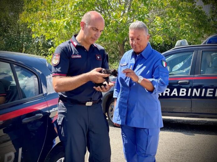 gatto carabinieri