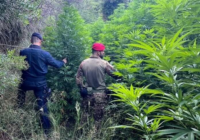 marijuana piantagione catanzaro