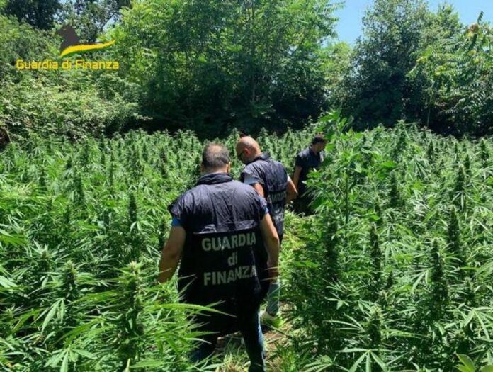 piantagione marijuana lamezia