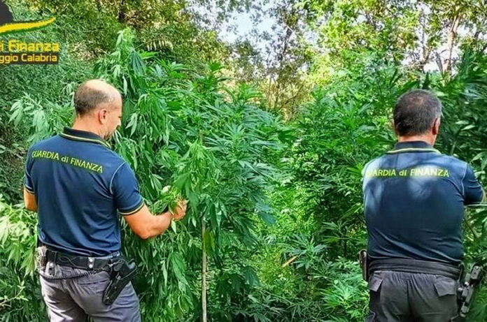 piantagione marijuana reggio