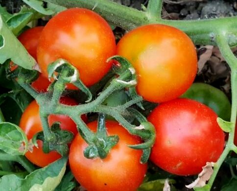 Il pomodorino di Zagarise