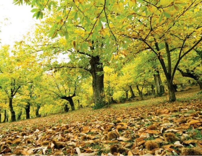 autunno