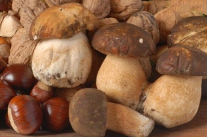 castagne-funghi-calabria