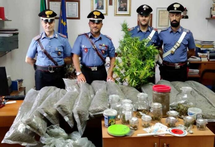 cerisano marijuana