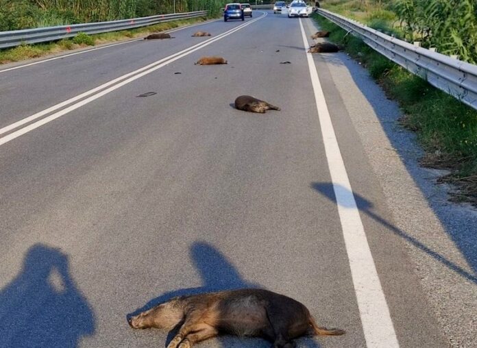 cinghiali incidente gallico gambarie