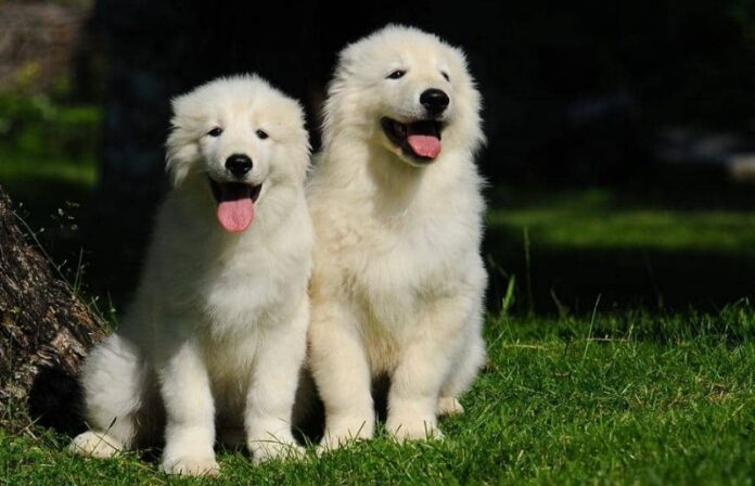 uccisi cuccioli cassano ionio