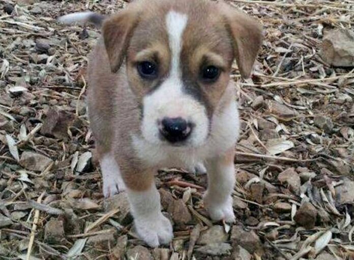 cuccioli cane abbandonati