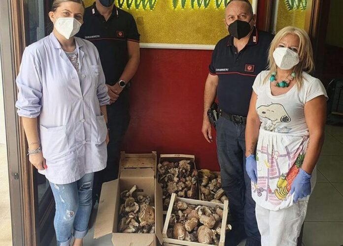 donazione funghi camigliatello