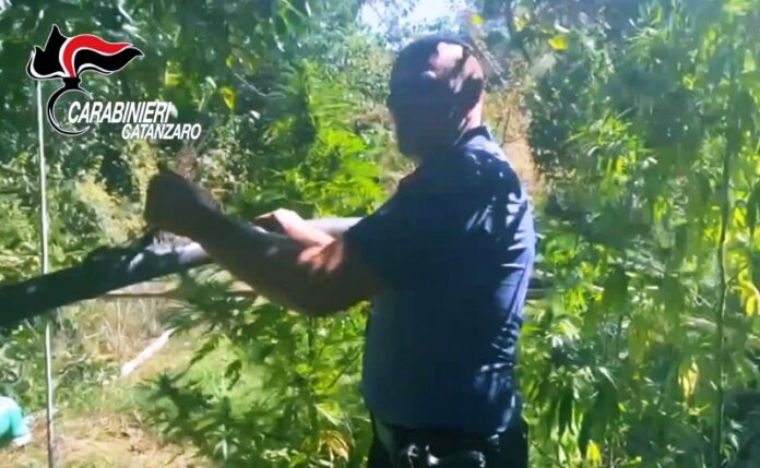 arresto droga armi cz