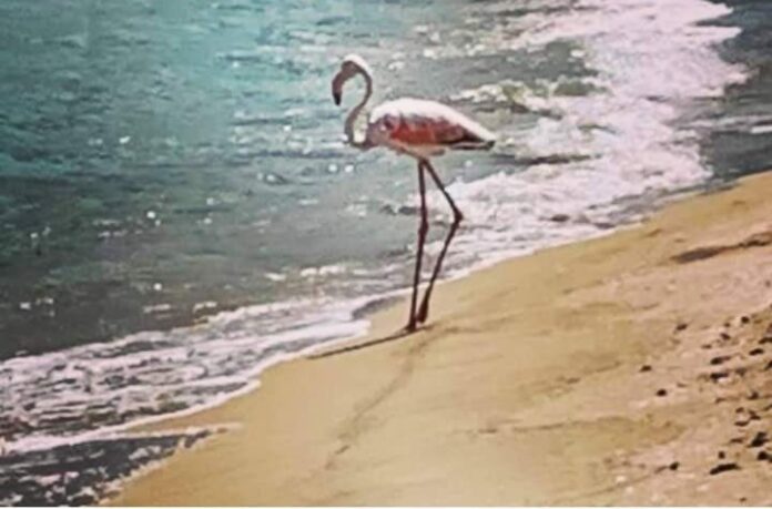 fenicottero spiaggia nocera terinese
