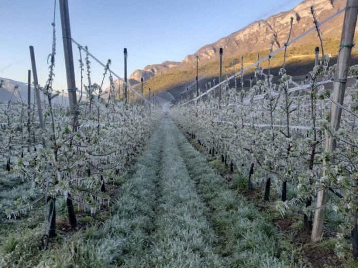 fondi aziende maltempo gelate