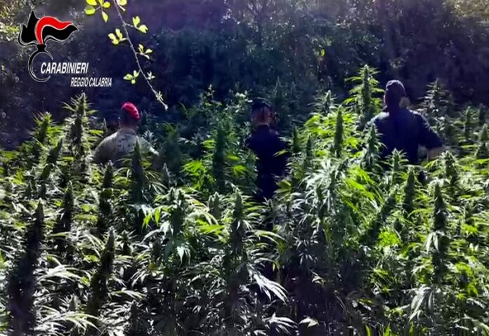 marijuana aspromonte