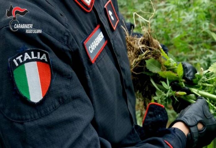 Carabinieri marijuana