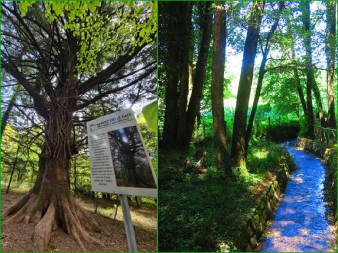 parco delle serre albero delle fate