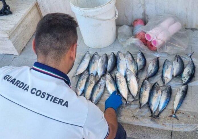 vibo tonno illegale pescato