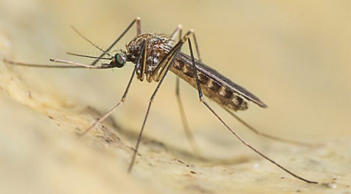 virus zanzare