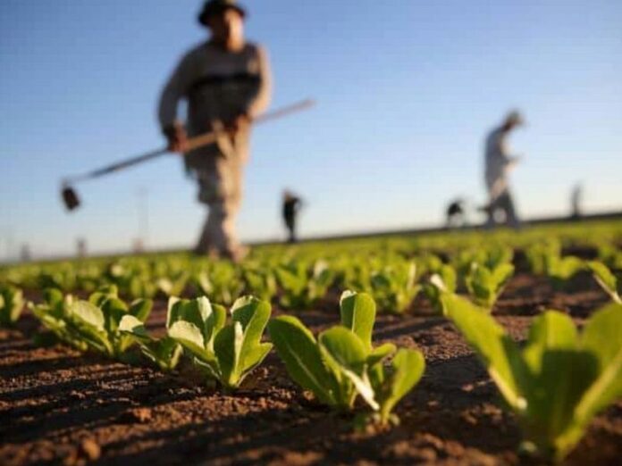 agricoltura biologica