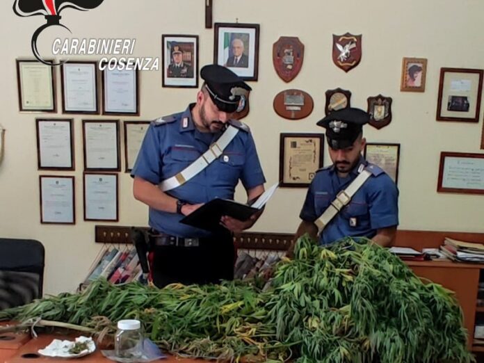 coltivazione marijuana
