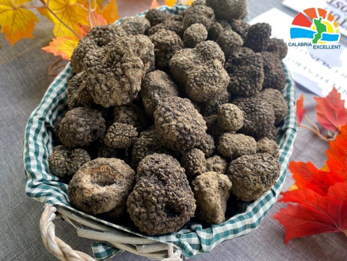 tartufo calabria