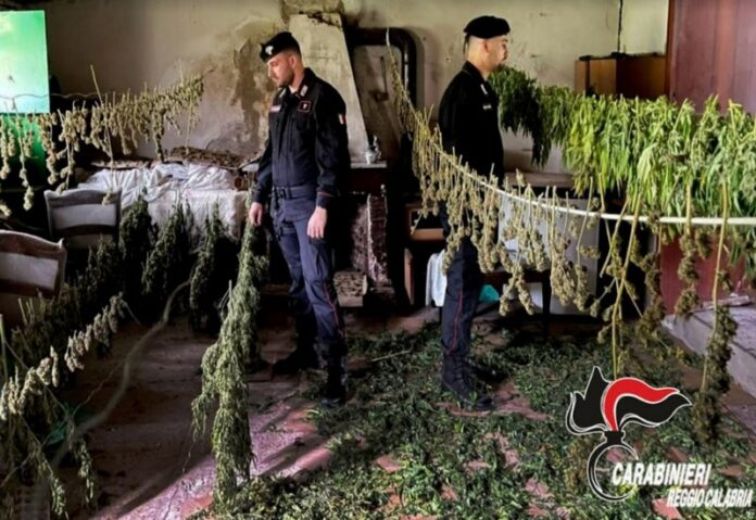 cannabis piana gioia tauro