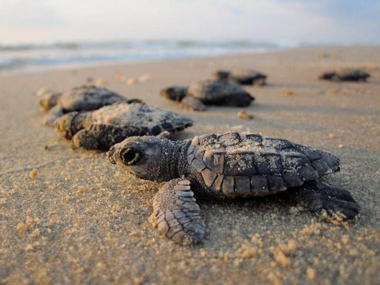 caretta caretta tartarughe marine