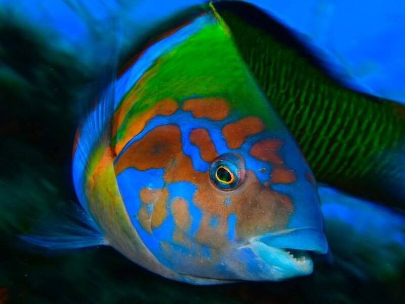 foto pesce sesso