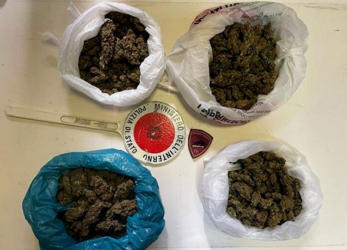 marijuana crotone