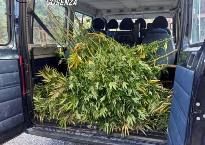 marijuana malito