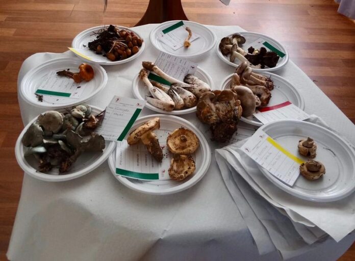 mostra micologica lorica