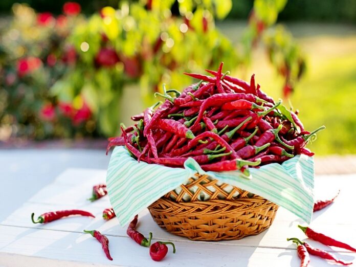 peperoncini piccanti calabria