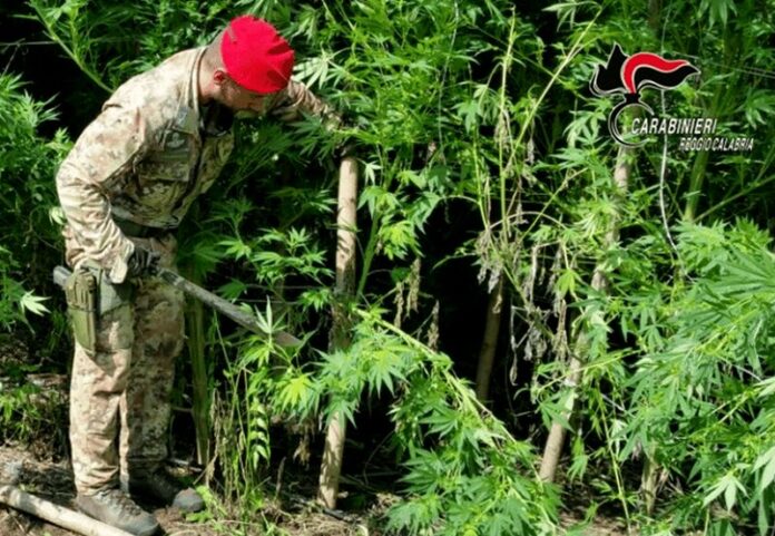 piantagione marijuana