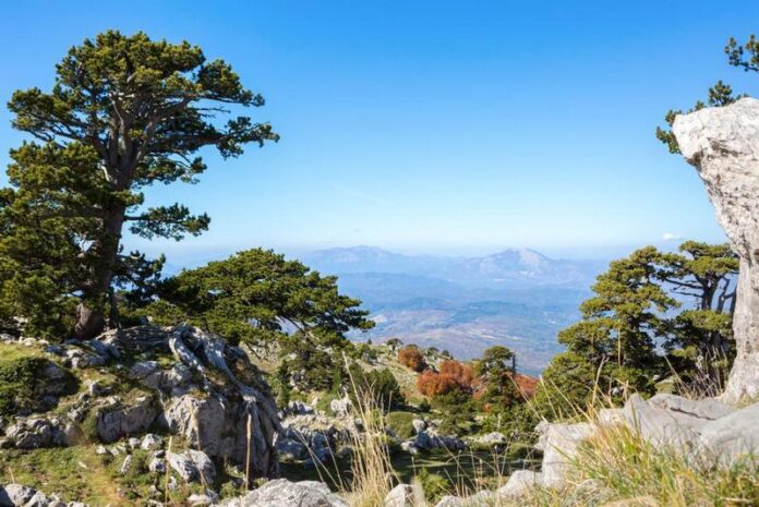 pollino 2022