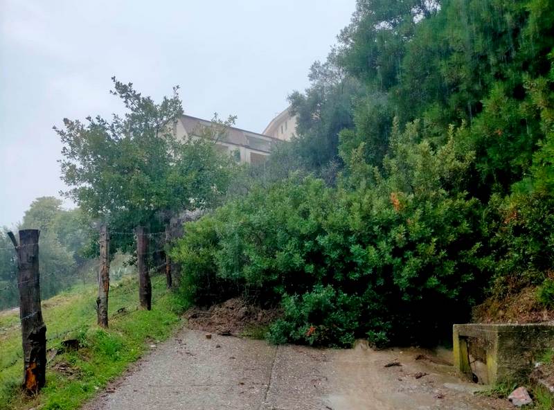 albero caduto caloveto