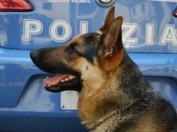 cane antidroga polizia